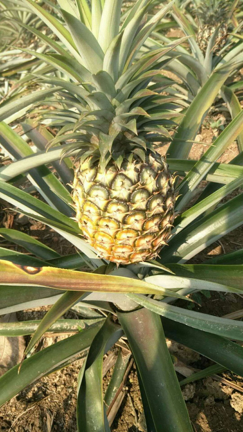 无眼菠萝金钻凤梨现摘现发