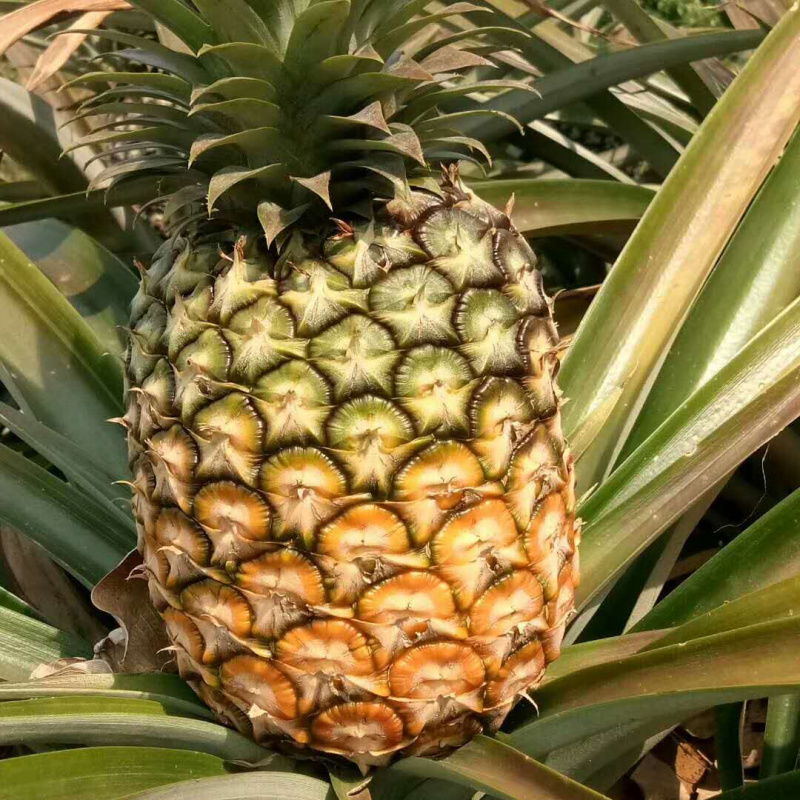 无眼菠萝金钻凤梨现摘现发