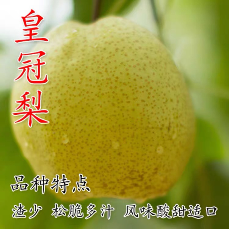 优质梨树嫁接苗皇冠梨苗，基地直销，适合南北方，包邮