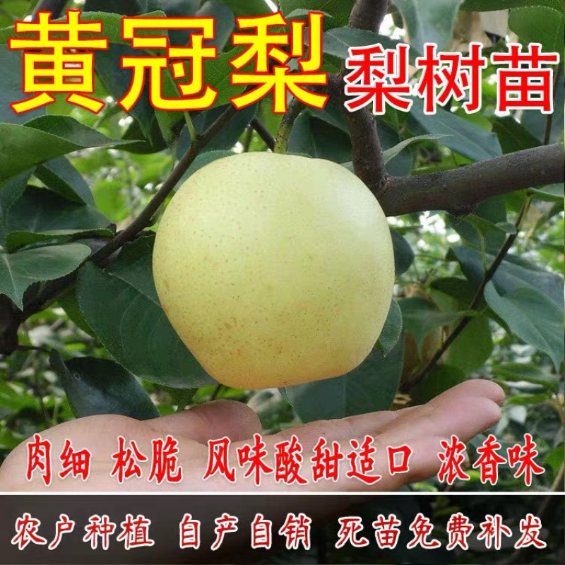 优质梨树嫁接苗皇冠梨苗，基地直销，适合南北方，包邮