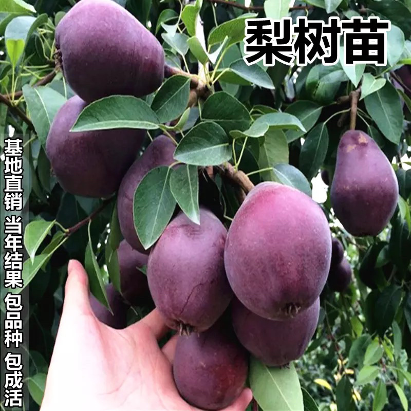 正宗嫁接红啤梨树苗吃软不吃硬基地直发保证品种包成活率