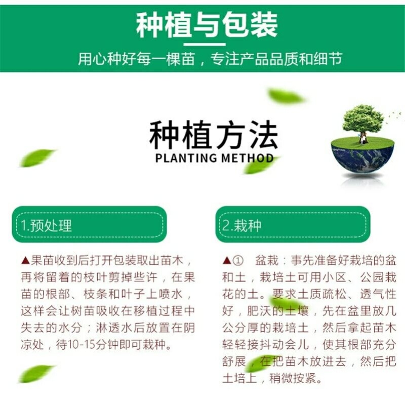 正宗嫁接红啤梨树苗吃软不吃硬基地直发保证品种包成活率