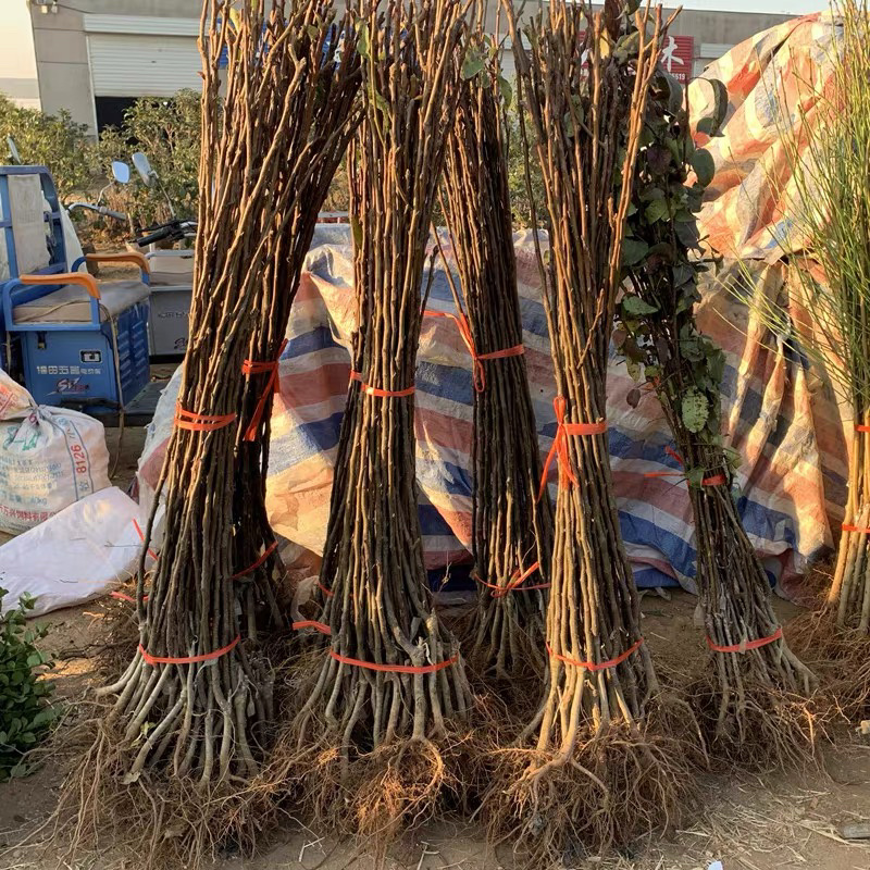 正宗嫁接红啤梨树苗吃软不吃硬基地直发保证品种包成活率