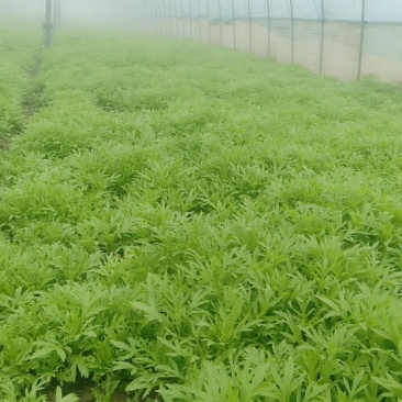生态种植泥蒿，新鲜嫩绿色蔬菜