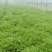 生态种植泥蒿，新鲜嫩绿色蔬菜
