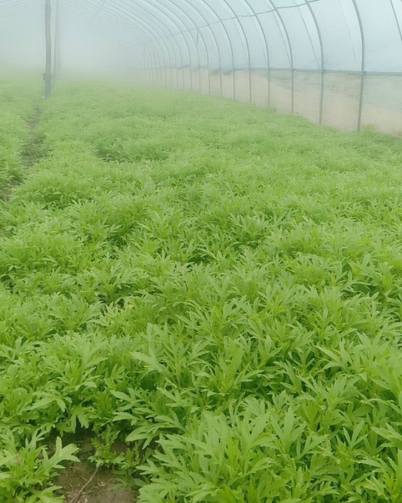生态种植泥蒿，新鲜嫩绿色蔬菜