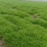 生态种植泥蒿，新鲜嫩绿色蔬菜