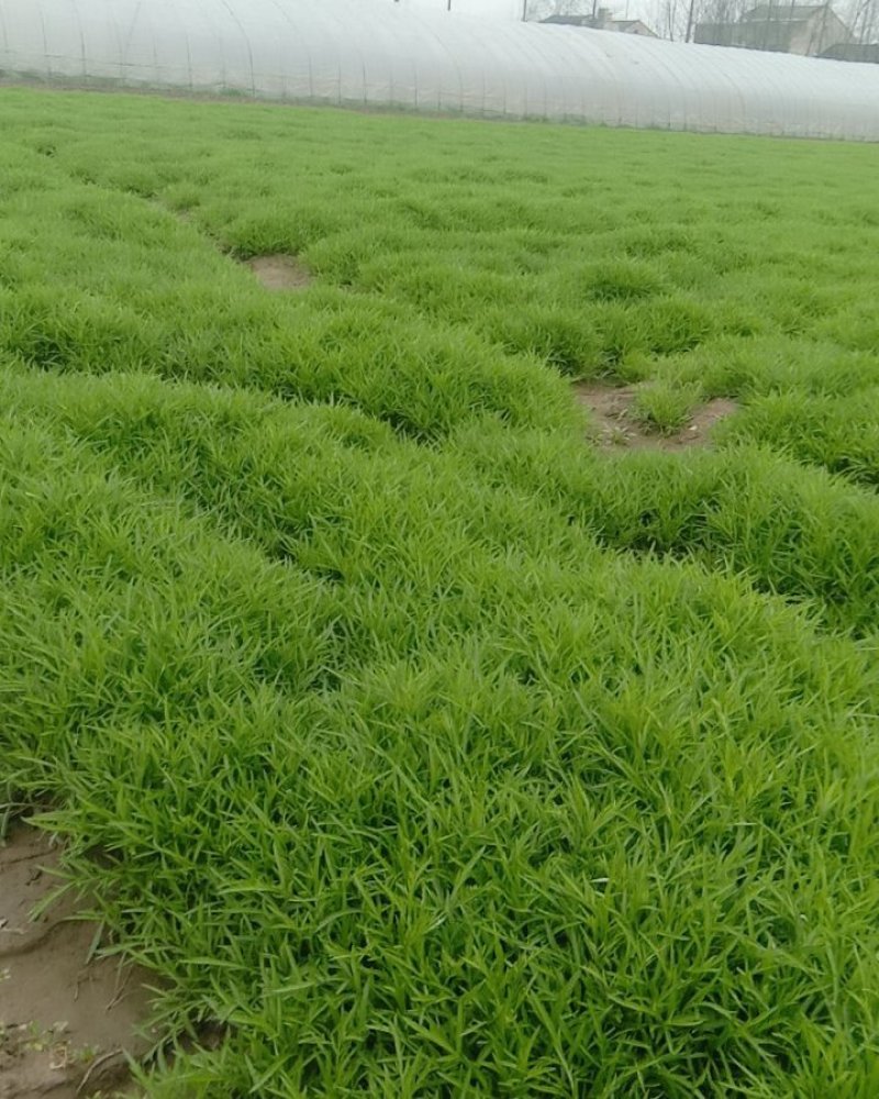 生态种植泥蒿，新鲜嫩绿色蔬菜