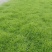 生态种植泥蒿，新鲜嫩绿色蔬菜