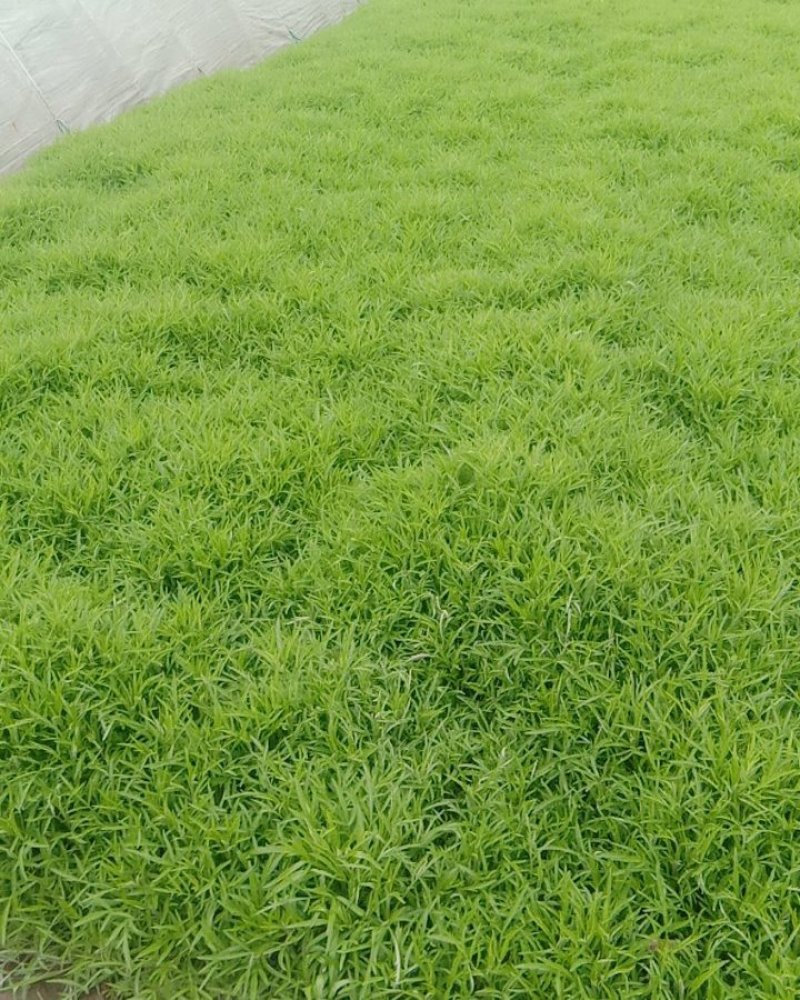 生态种植泥蒿，新鲜嫩绿色蔬菜