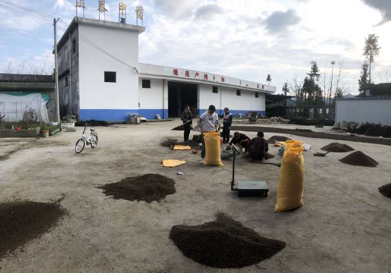 黄柏种子，厚皮黄柏种子当年新种子上市，地理标志产品黄柏种
