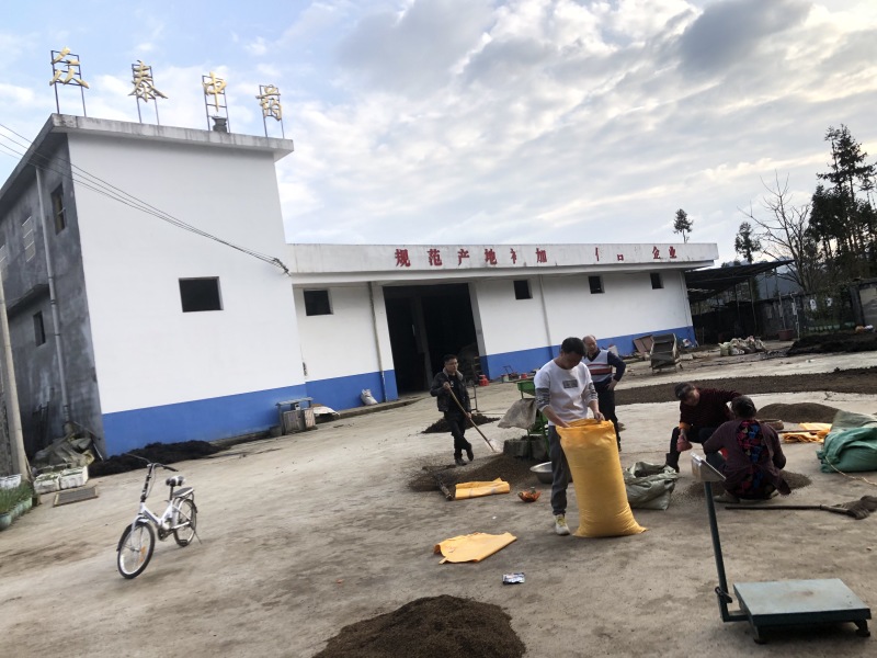 黄柏种子，厚皮黄柏种子当年新种子上市，地理标志产品黄柏种