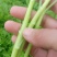生态种植泥蒿，新鲜嫩绿色蔬菜
