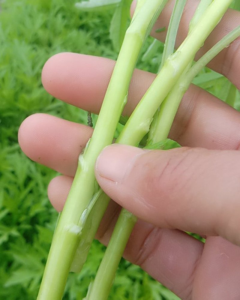 生态种植泥蒿，新鲜嫩绿色蔬菜