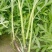 生态种植泥蒿，新鲜嫩绿色蔬菜