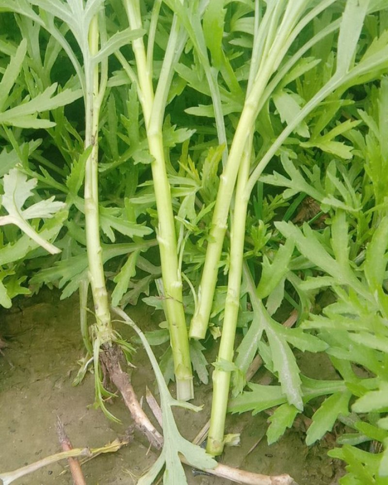 生态种植泥蒿，新鲜嫩绿色蔬菜
