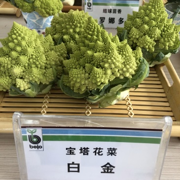 荷兰宝塔菜种子比久原装高产宝塔菜芽率高