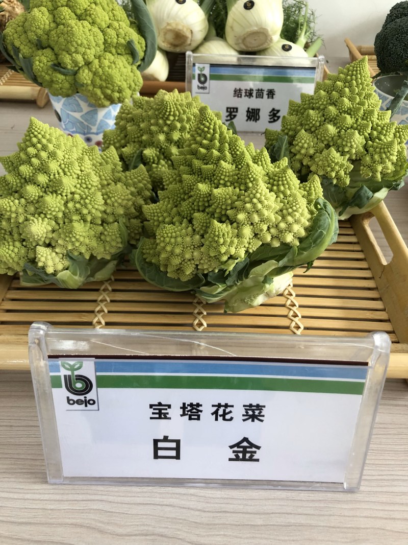荷兰宝塔菜种子比久原装高产宝塔菜芽率高