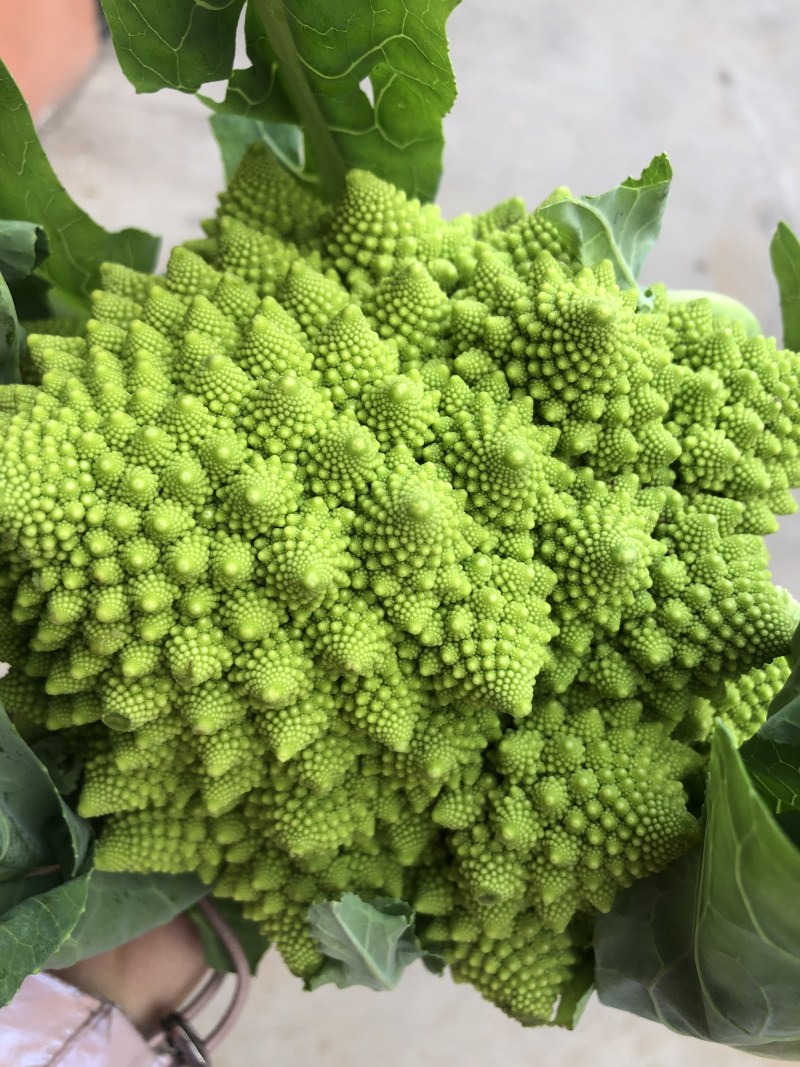 荷兰宝塔菜种子比久原装高产宝塔菜芽率高