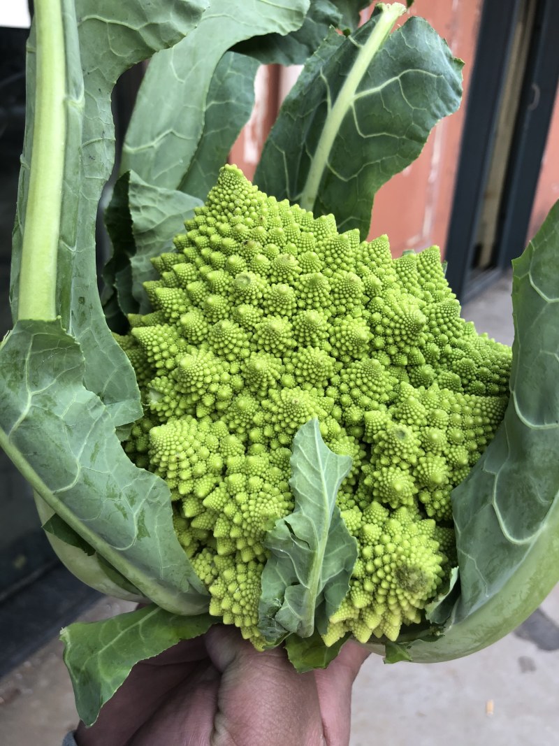 荷兰宝塔菜种子比久原装高产宝塔菜芽率高