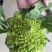 荷兰宝塔菜种子比久原装高产宝塔菜芽率高