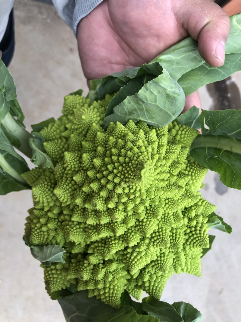 荷兰宝塔菜种子比久原装高产宝塔菜芽率高