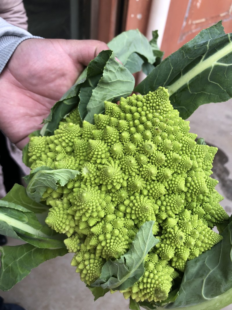 荷兰宝塔菜种子比久原装高产宝塔菜芽率高