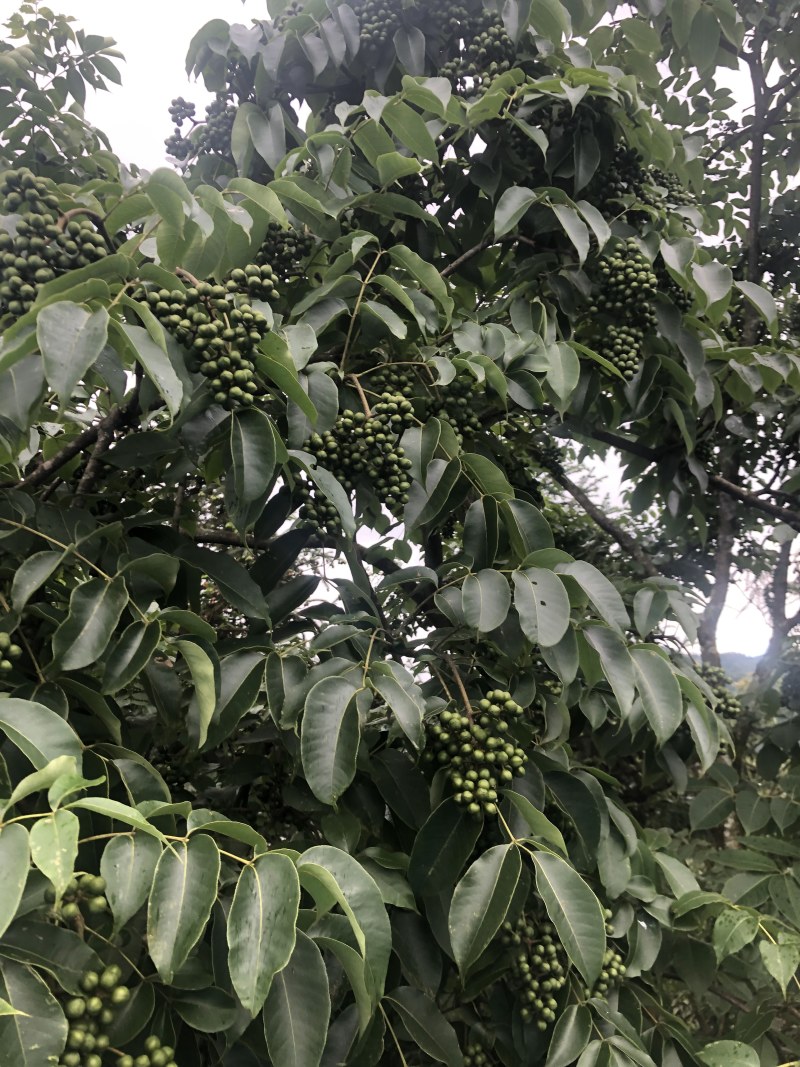 鲜果川黄柏种子刚下树全干黄柏种，百年母树蜜源植物