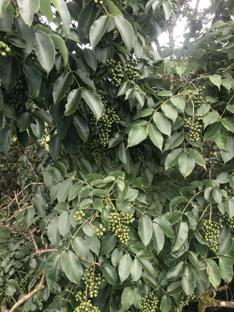 鲜果川黄柏种子刚下树全干黄柏种，百年母树蜜源植物