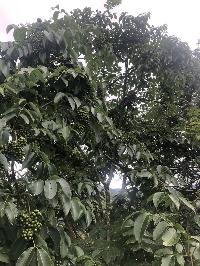 鲜果川黄柏种子刚下树全干黄柏种，百年母树蜜源植物