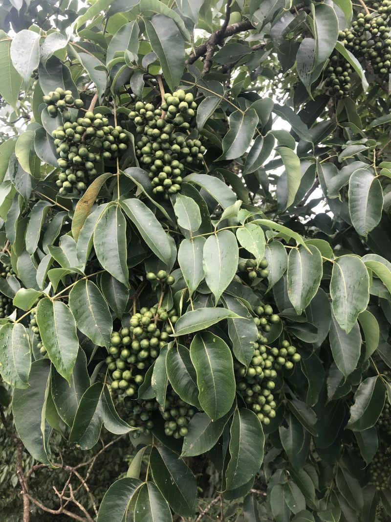 鲜果川黄柏种子刚下树全干黄柏种，百年母树蜜源植物