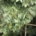 鲜果川黄柏种子刚下树全干黄柏种，百年母树蜜源植物