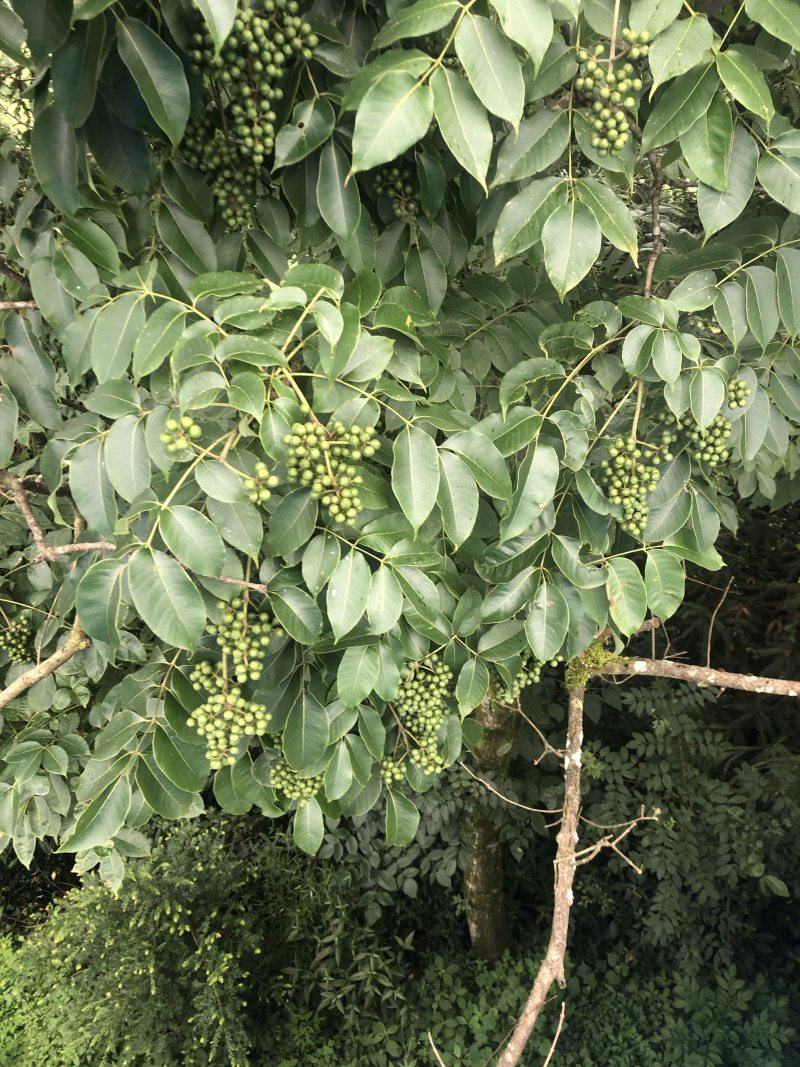 鲜果川黄柏种子刚下树全干黄柏种，百年母树蜜源植物