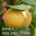 梨树嫁接苗秋月梨保湿邮寄包邮品种纯正