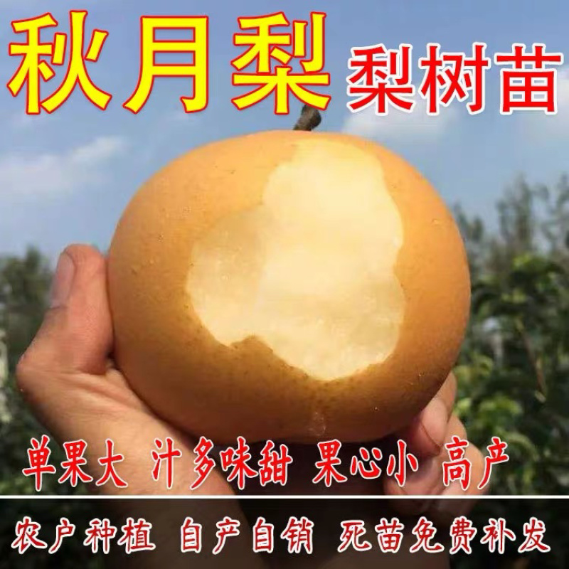 梨树嫁接苗秋月梨保湿邮寄包邮品种纯正