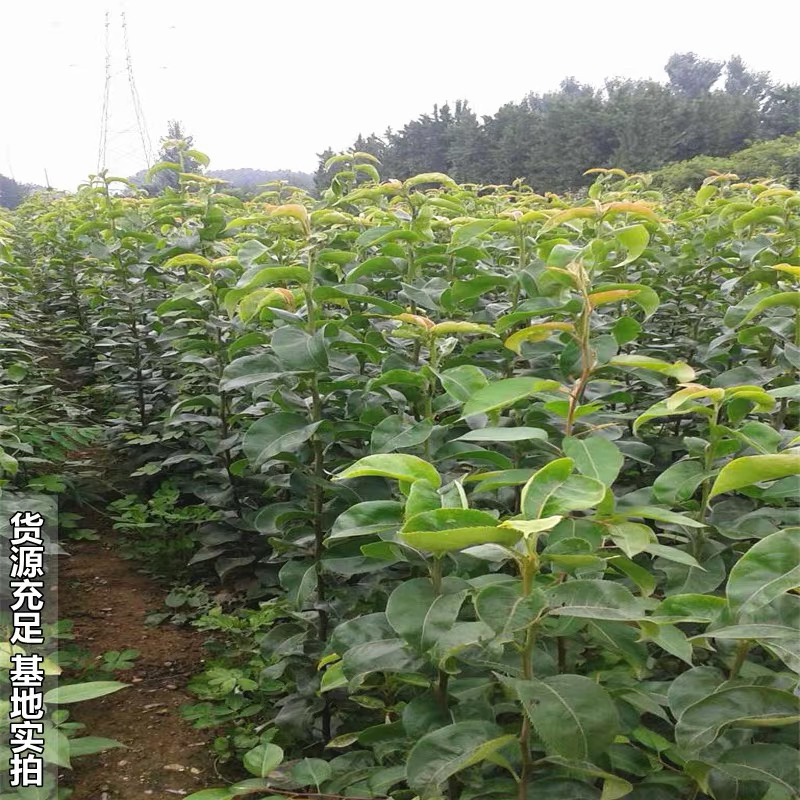 梨树嫁接苗秋月梨保湿邮寄包邮品种纯正