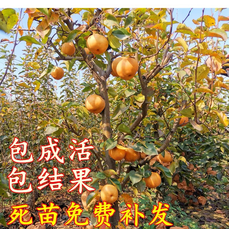 梨树嫁接苗秋月梨保湿邮寄包邮品种纯正