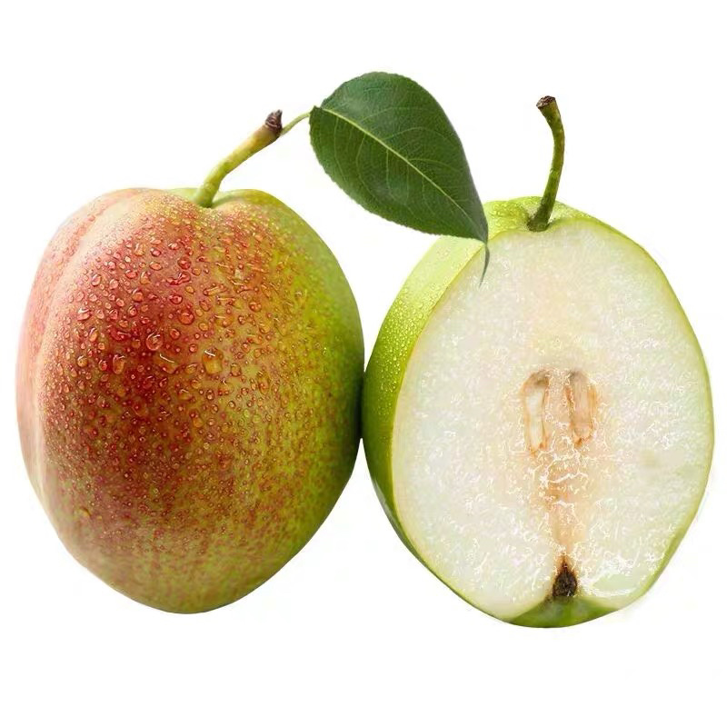 红香酥梨树苗品种纯正保湿发货现挖现发成活率高