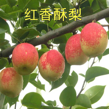 红香酥梨树苗品种纯正保湿发货现挖现发成活率高