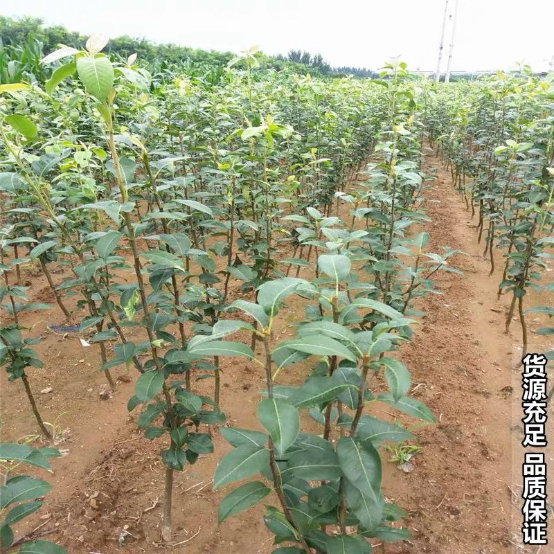 红香酥梨树苗品种纯正保湿发货现挖现发成活率高