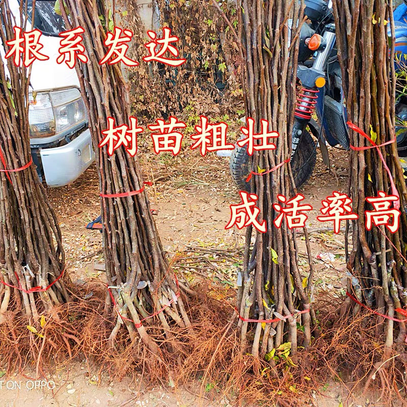 红香酥梨树苗品种纯正保湿发货现挖现发成活率高