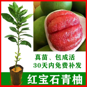 正宗红宝石青皮红心柚基地直发现挖现发保湿发货包邮