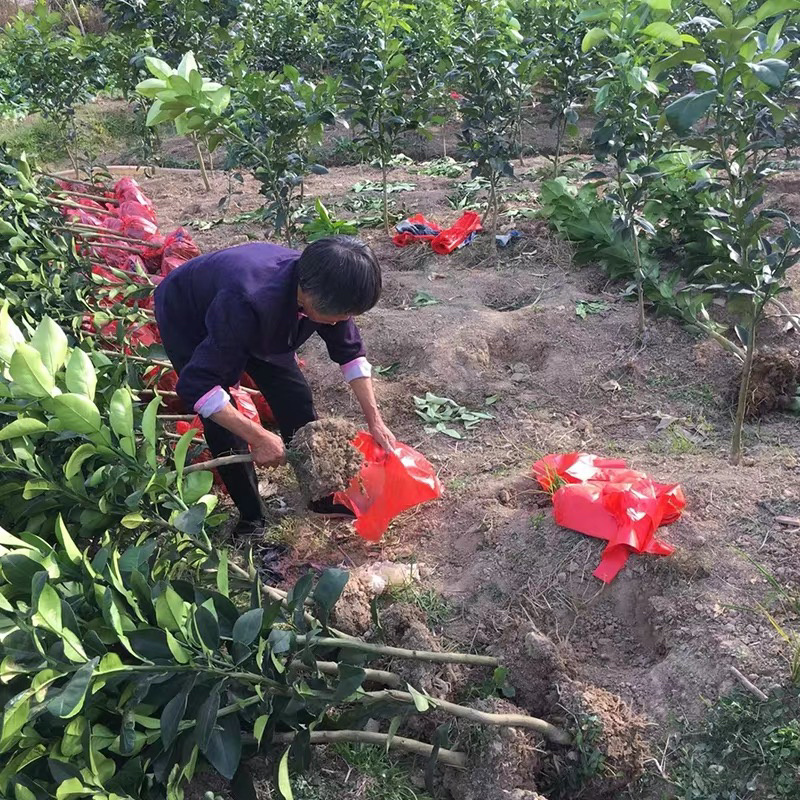 正宗红宝石青皮红心柚基地直发现挖现发保湿发货包邮