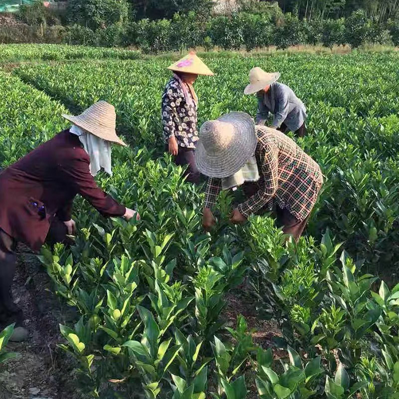 正宗红宝石青皮红心柚基地直发现挖现发保湿发货包邮