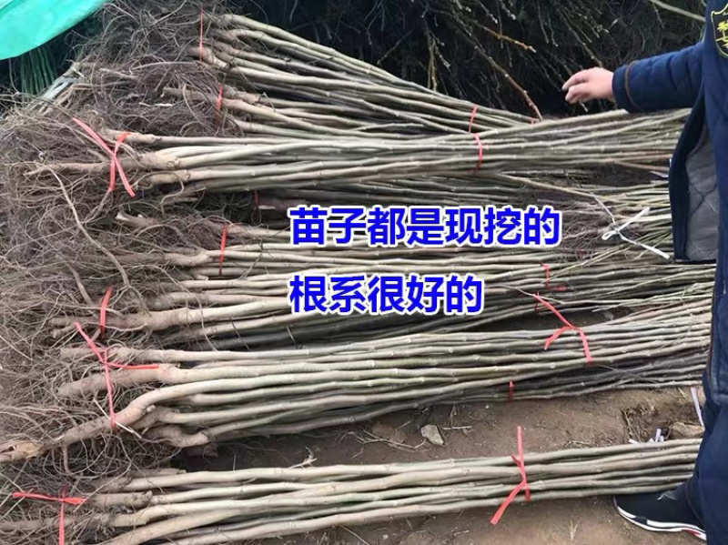 核桃苗8518核桃苗纯正嫁接苗保湿发货包品种包成活