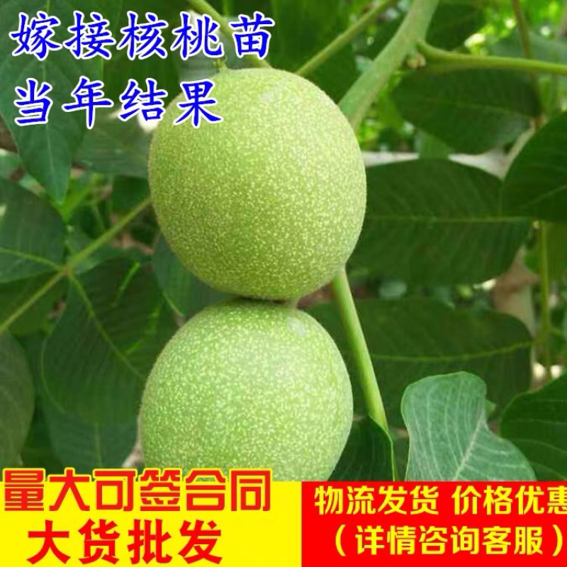 核桃苗8518核桃苗纯正嫁接苗保湿发货包品种包成活