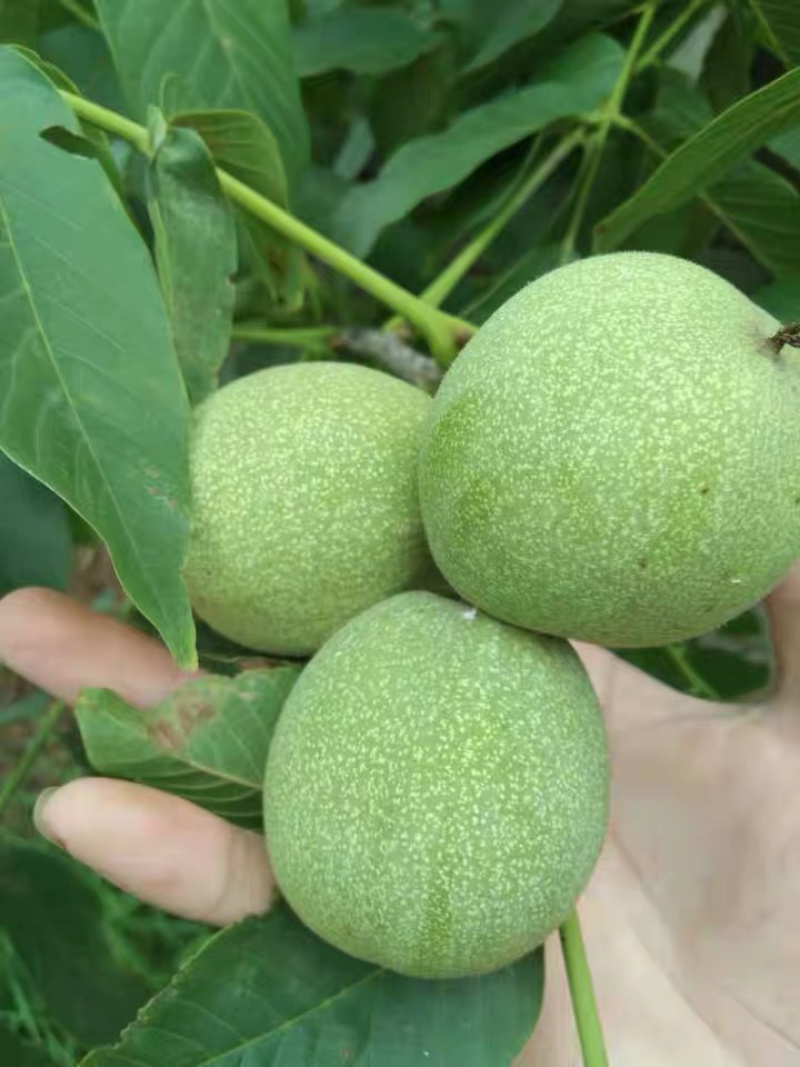 核桃苗8518核桃苗纯正嫁接苗保湿发货包品种包成活