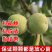 核桃苗8518核桃苗纯正嫁接苗保湿发货包品种包成活
