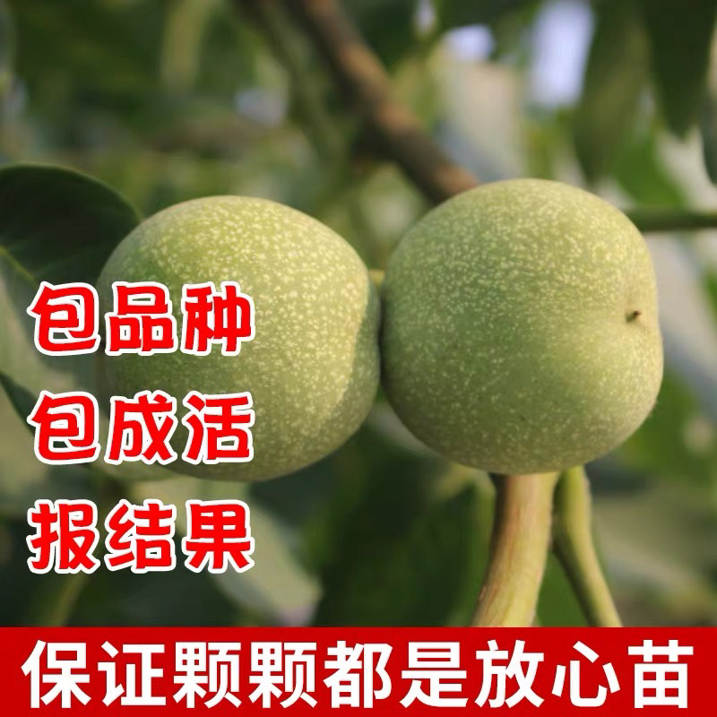 核桃苗8518核桃苗纯正嫁接苗保湿发货包品种包成活