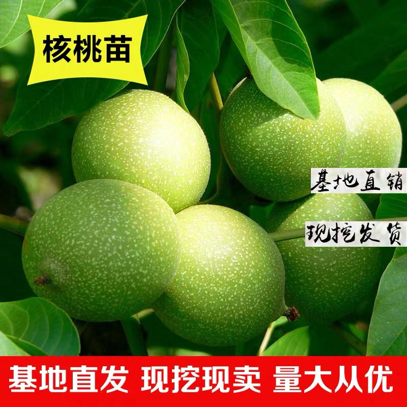 核桃苗8518核桃苗纯正嫁接苗保湿发货包品种包成活